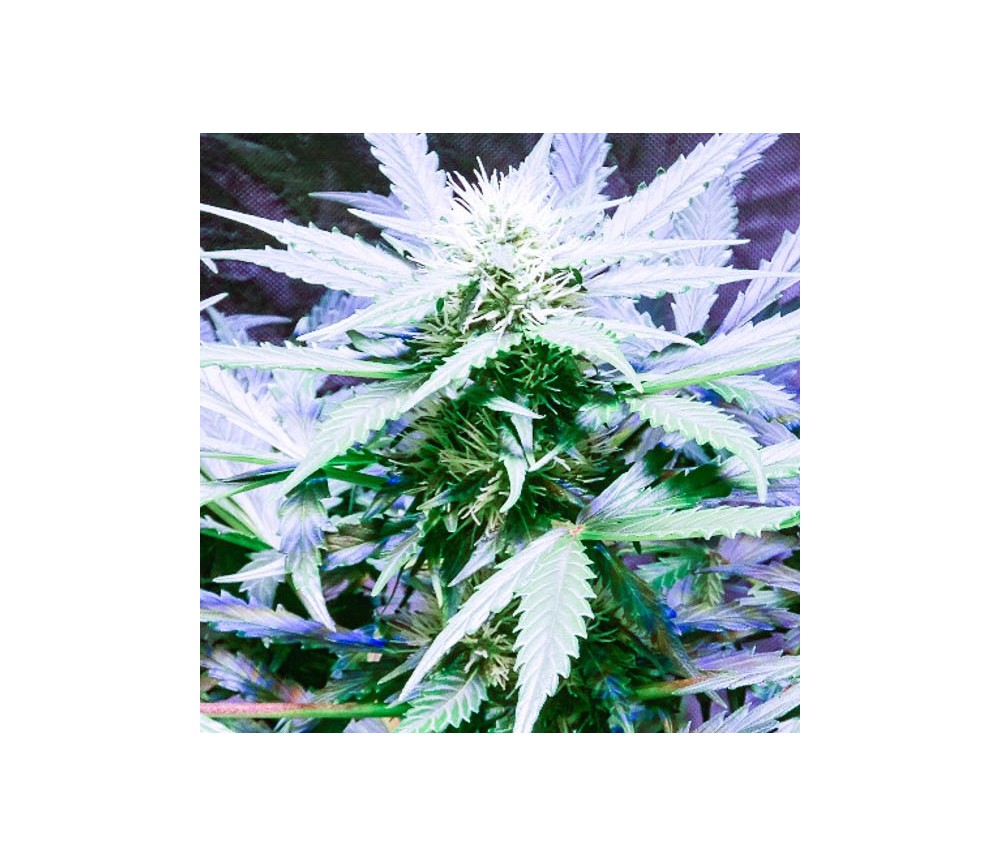 Lemon OG Haze - Nirvana Seeds