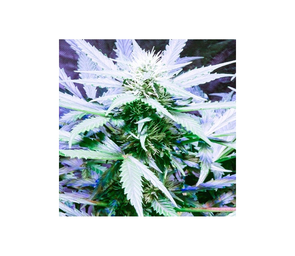 Lemon OG Haze  Autofloreciente - Nirvana Seeds