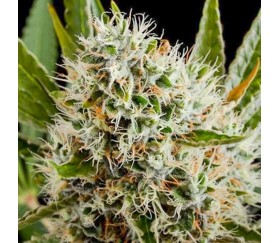 Lithium OG Kush - Nirvana Seeds