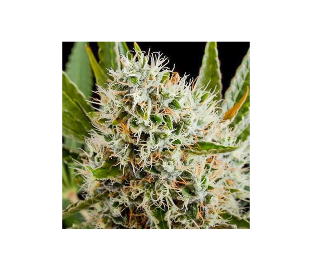 Lithium OG Kush - Nirvana Seeds