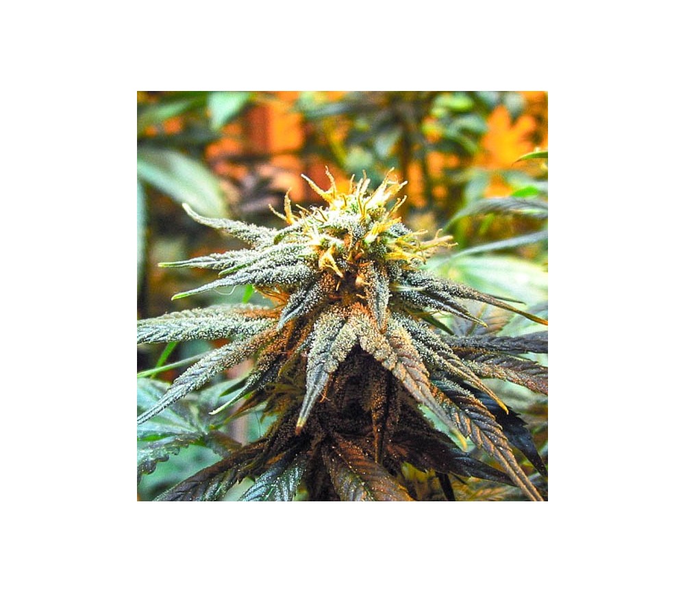 Mango Skunk - Nirvana Seeds