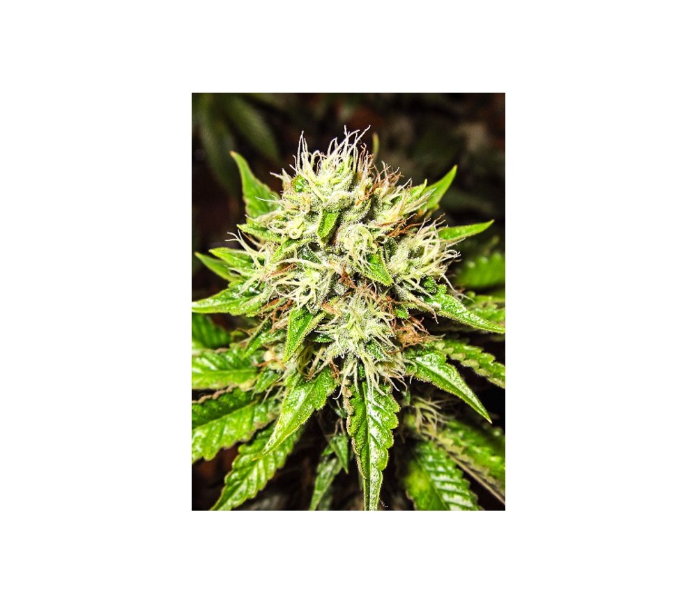 OG Kush Autofloreciente - Nirvana Seeds