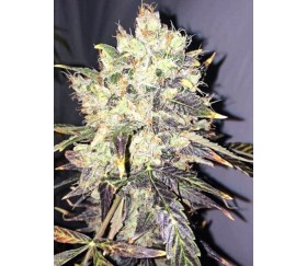 Supreme CBD Durban - Nirvana Seeds