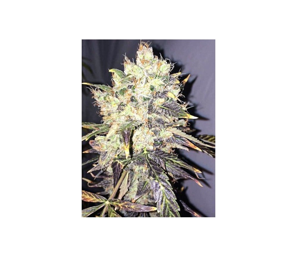 Supreme CBD Durban - Nirvana Seeds