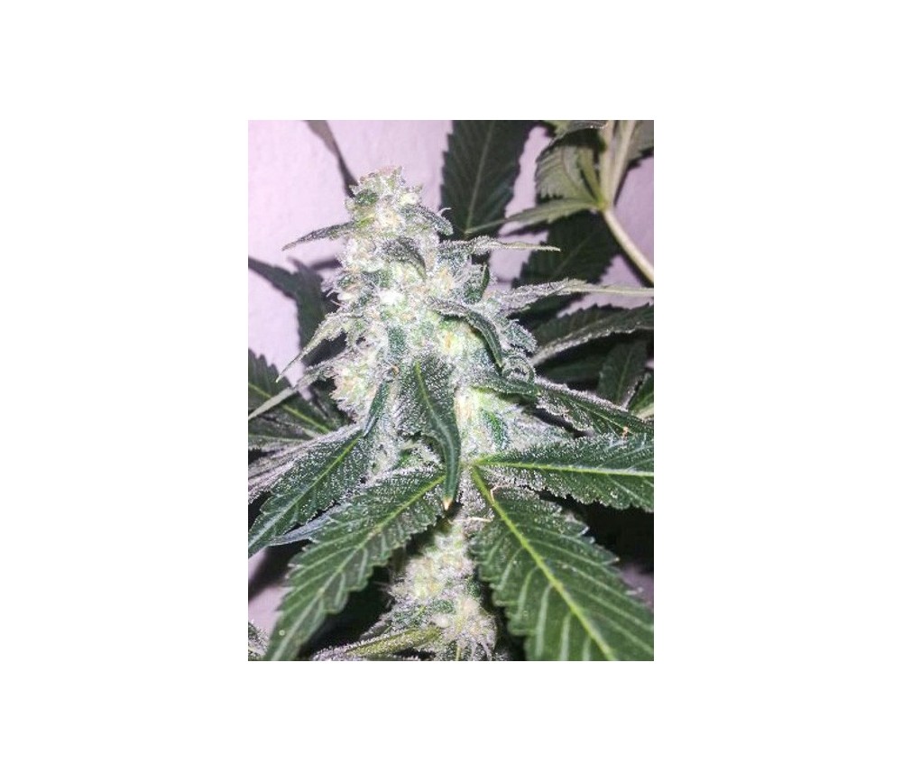 Swiss Cheese Autofloreciente - Nirvana Seeds