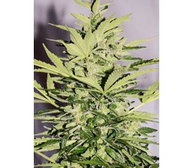 Supreme CBD Lemon OG Autofloreciente - Nirvana Seeds