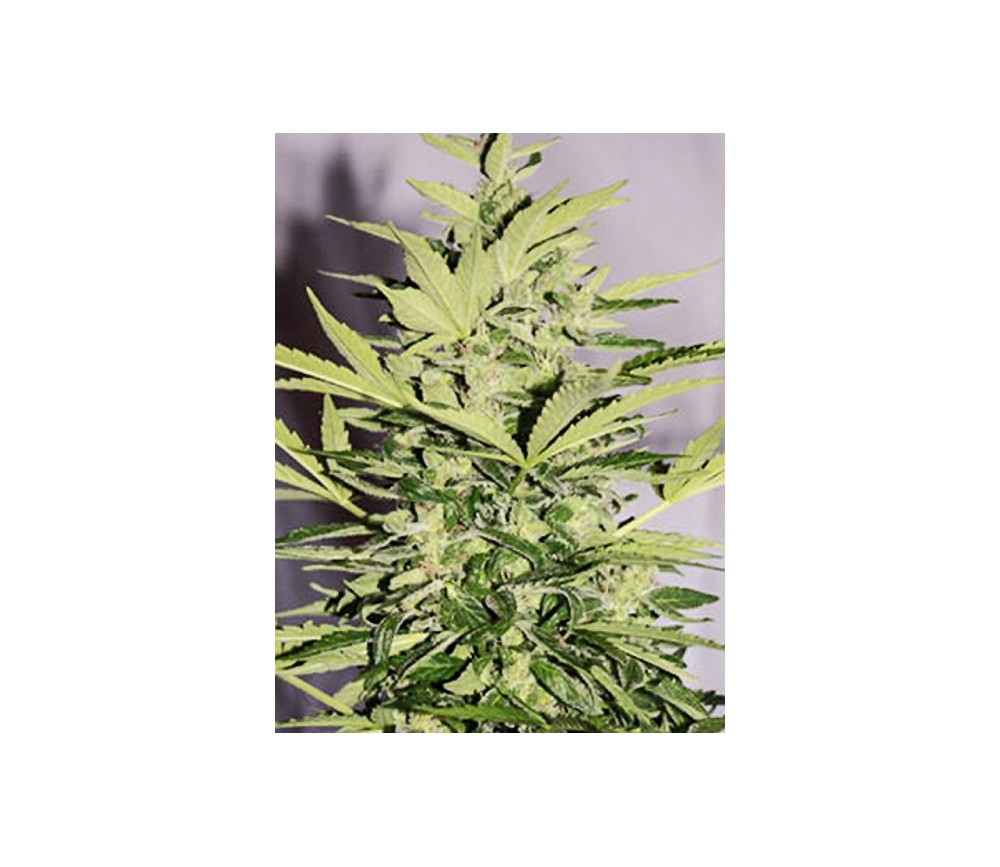 Supreme CBD Lemon OG Autofloreciente - Nirvana Seeds