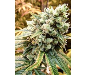 SATIVA'S SOUR DIESEL