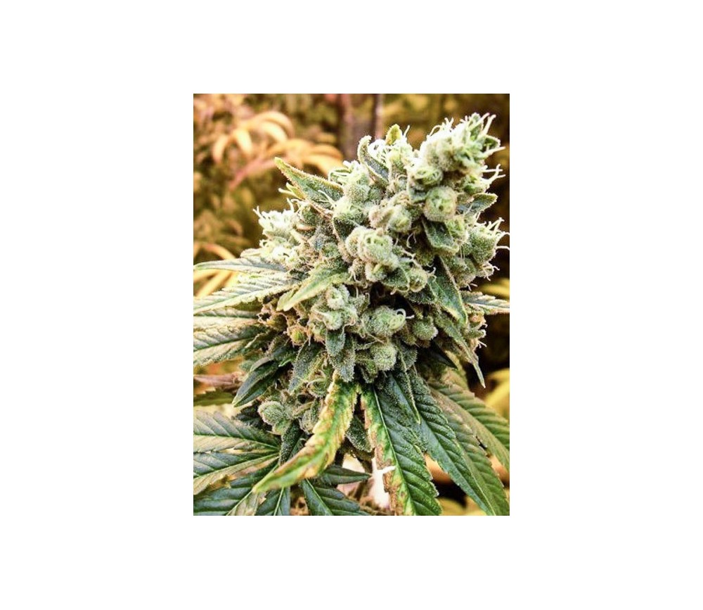 Sativa's Sour Diesel - Nirvana Seeds