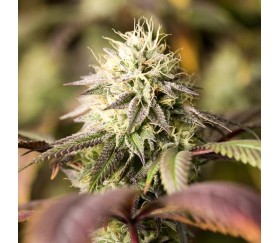 Remo Chemo - Dinafem Seeds