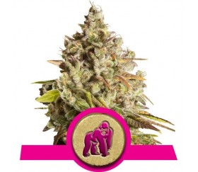 Royal Gorilla - Royal Queen Seeds