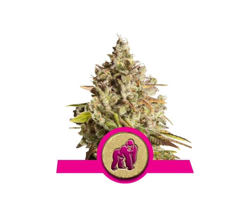 Royal Gorilla - Royal Queen Seeds