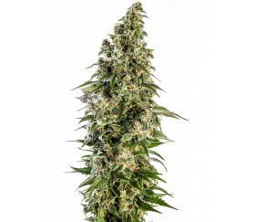 Afghani #1 Automatique - Sensi Seeds