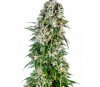 Big Bud Automatic - Sensi Seeds