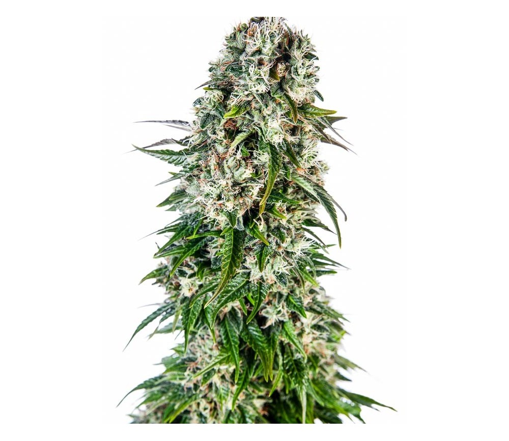 Big Bud Automatic - Sensi Seeds