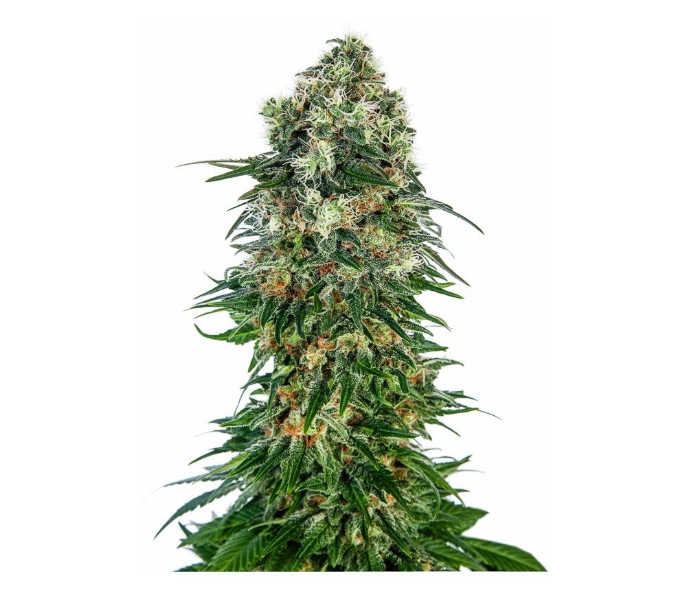 Shiva Skunk Automatic - Sensi Seeds