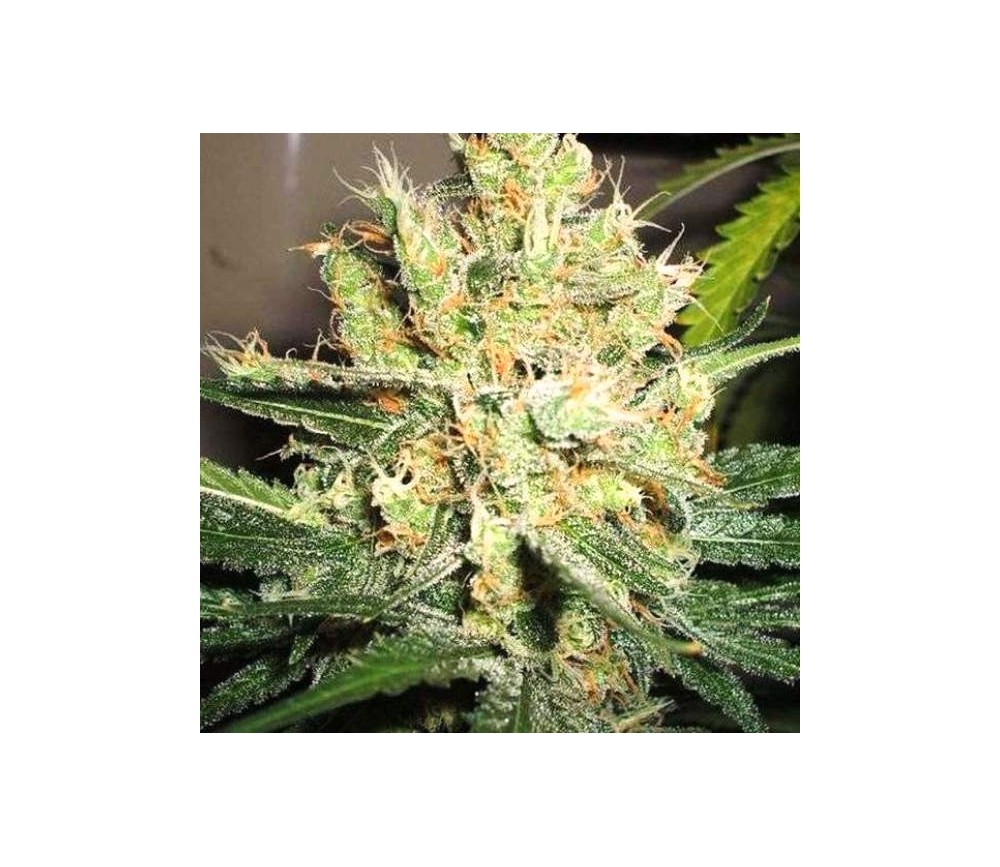 PPP Pure Power Plant - Nirvana Seeds