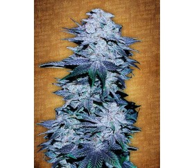 Blackberry - Fast Buds Seeds