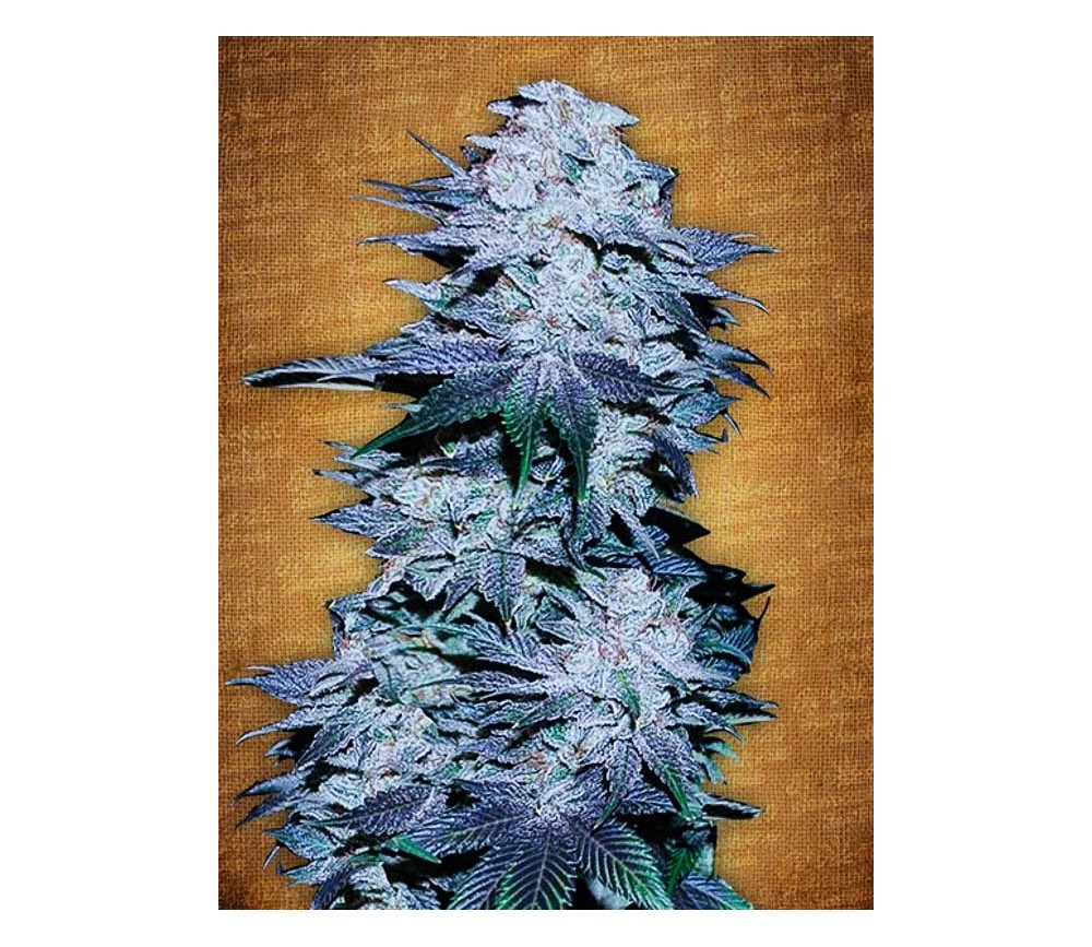 Blackberry - Fast Buds Seeds