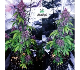 Blackberry - Fast Buds Seeds