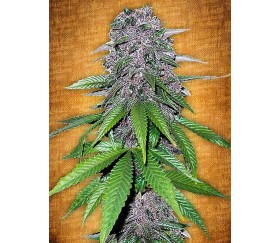 C4-Matic - Fast Buds Seeds