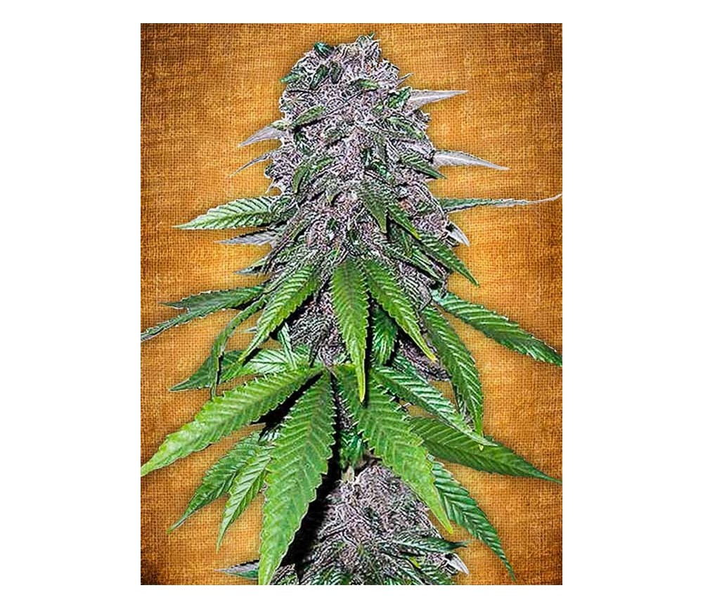 C4-Matic - Fast Buds Seeds