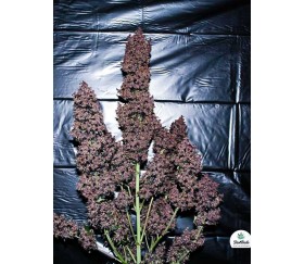C4-Matic - Fast Buds Seeds