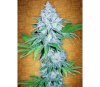 California Snow - Fast Buds Seeds