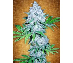 California Snow - Fast Buds Seeds