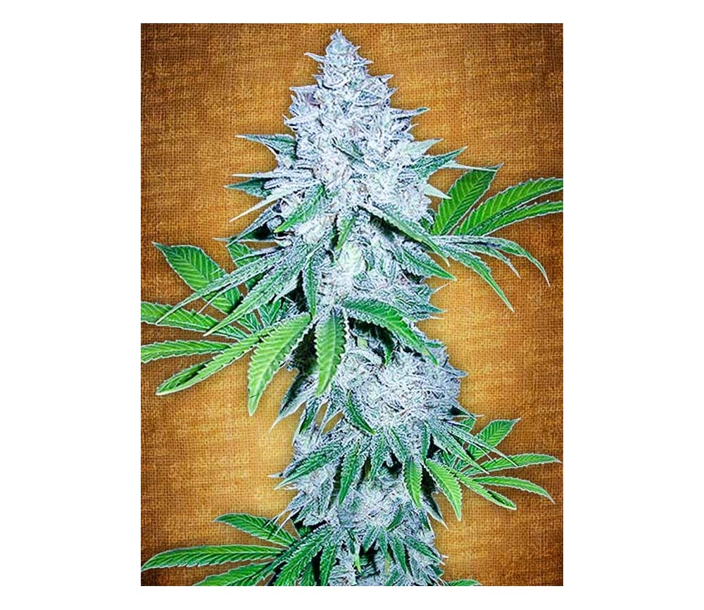 California Snow - Fast Buds Seeds