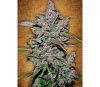 Crystal Meth - Fast buds Seeds