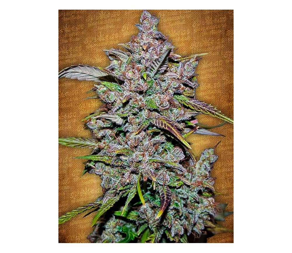 Crystal Meth - Fast buds Seeds