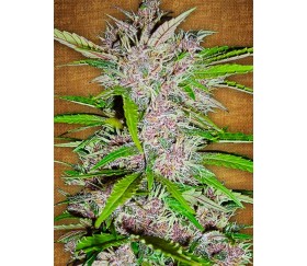 Fastberry- Fast Buds Seeds