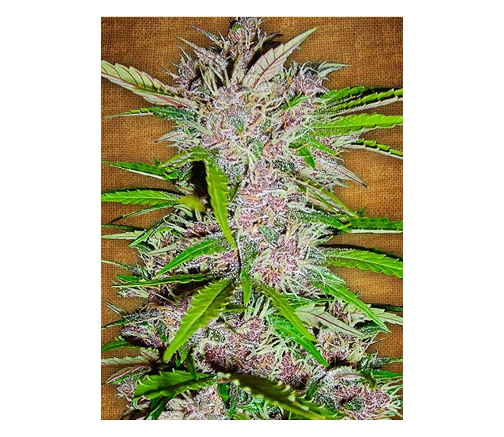Fastberry- Fast Buds Seeds