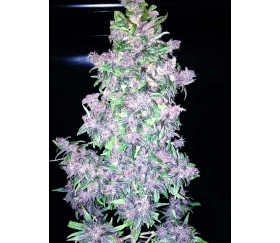 Fastberry- Fast Buds Seeds