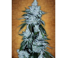 Girl Scout Cookies - Fast Buds Seeds