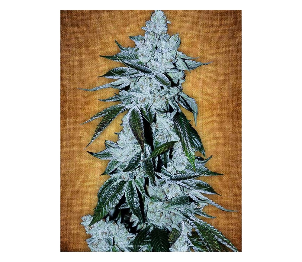 Girl Scout Cookies - Fast Buds Seeds