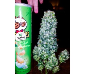 Girl Scout Cookies - Fast Buds Seeds