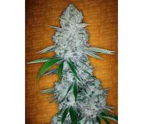 Gorilla Glue Auto - Fast Buds Seeds