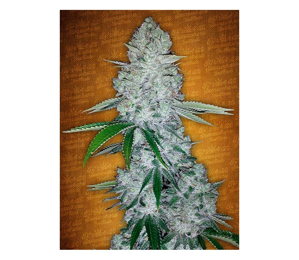 Gorilla Glue Auto - Fast Buds Seeds