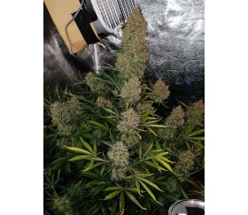 Gorilla Glue Auto - Fast Buds Seeds