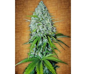 Grapefruit - Fast Buds Seeds