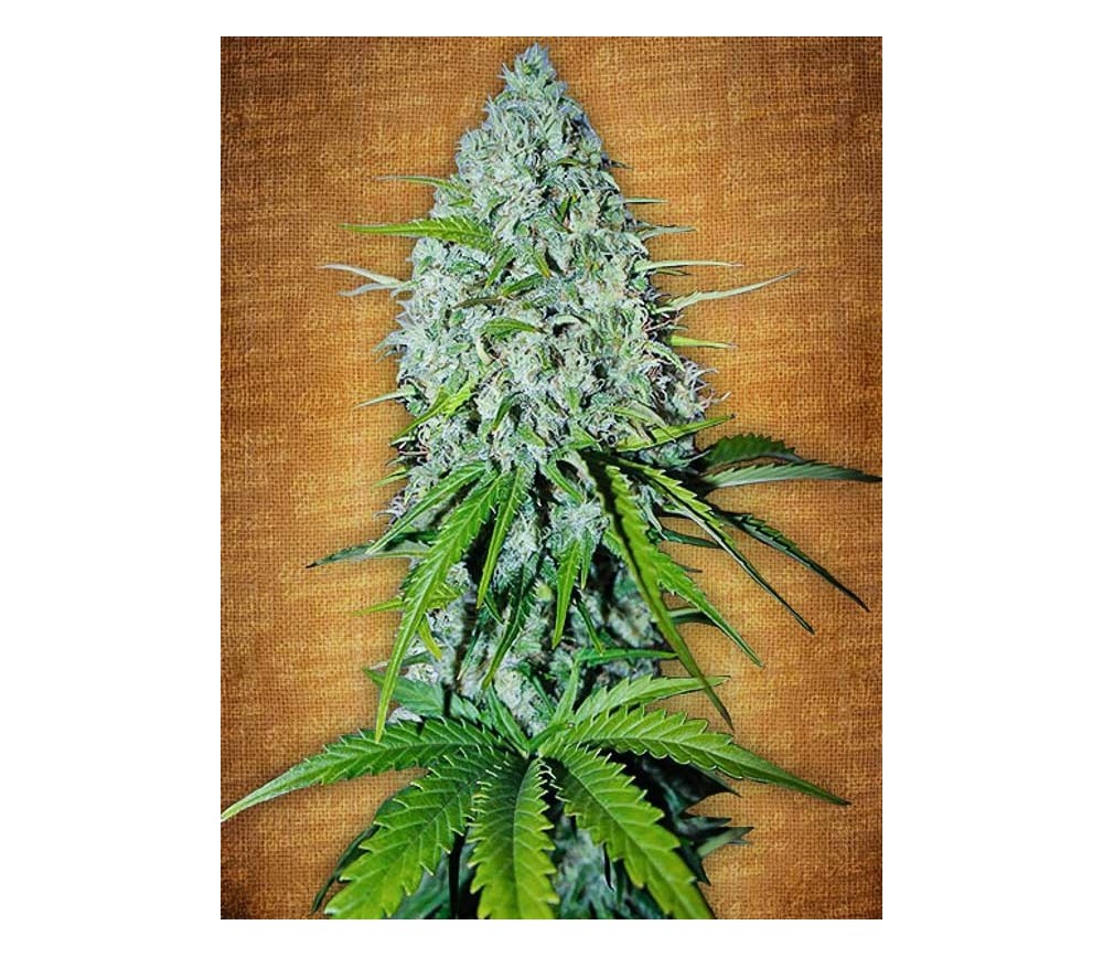 Grapefruit - Fast Buds Seeds