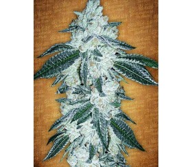 Gren  Crack -Fast Buds- Seeds