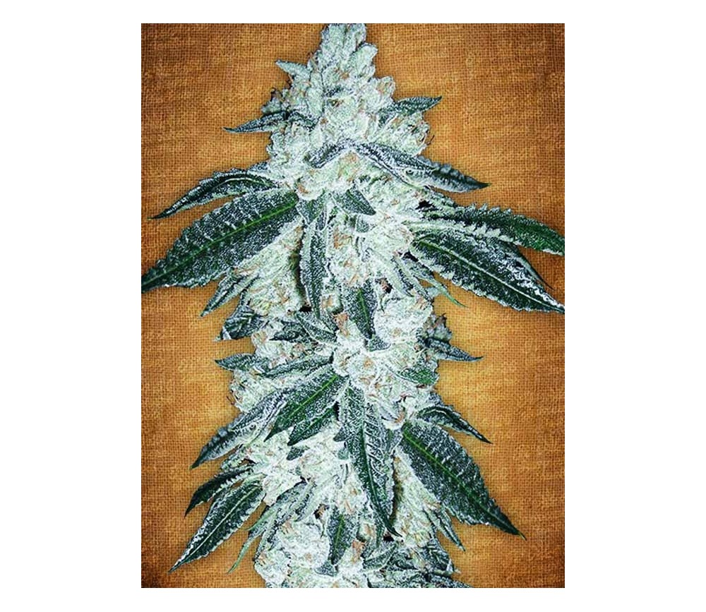 Gren  Crack -Fast Buds- Seeds