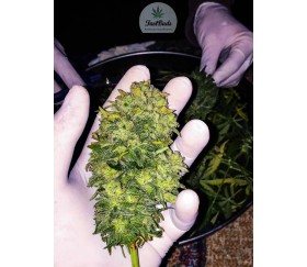 Gren  Crack -Fast Buds- Seeds