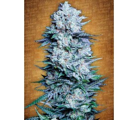 Mexican Airlines - Fast Buds Seeds