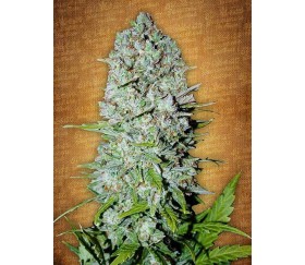 Ananas Express - Graines Fast Buds