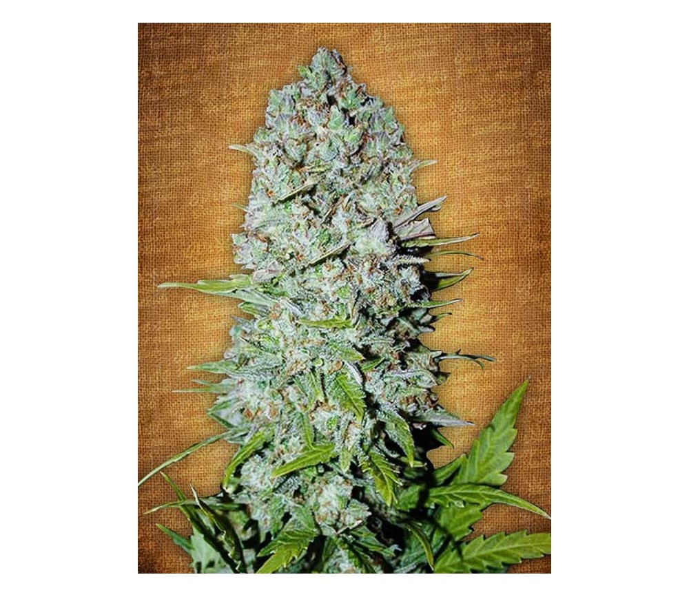 Pineapple Express - Fast Buds Seeds