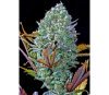 Ananas Express - Graines Fast Buds